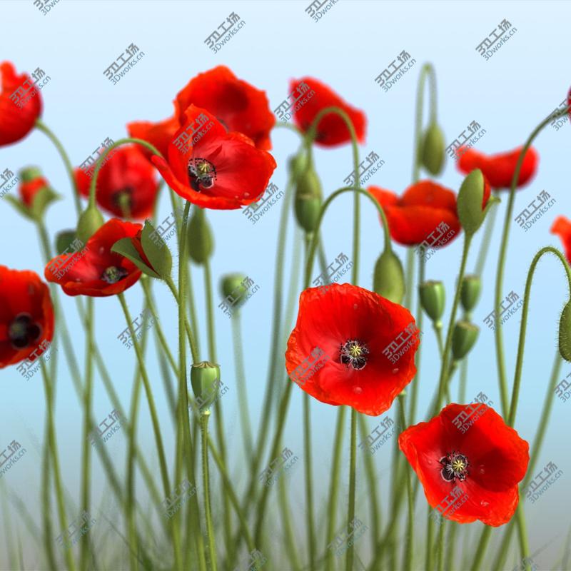 images/goods_img/2021040232/3D Poppy/4.jpg